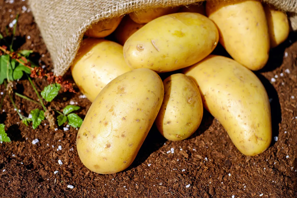 Frisch geerntete Kartoffeln liegen in einem Korb im Beet eines Gemüsegartens.
