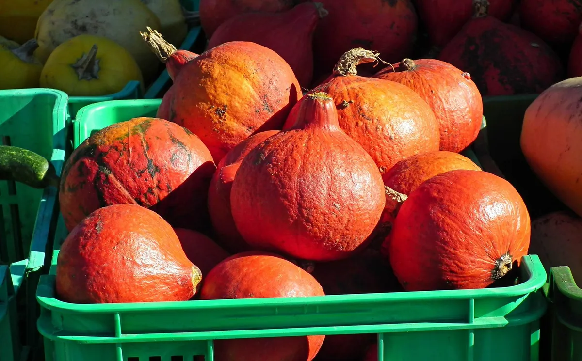 Ein frisch geernteter Hokkaido-Kürbis liegt auf der Erde im Gemüsegarten.